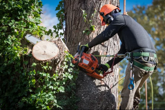 tree cutting 1
